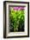 Dreamy Bali - Heliconia-Philippe HUGONNARD-Framed Photographic Print