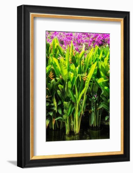 Dreamy Bali - Heliconia-Philippe HUGONNARD-Framed Photographic Print