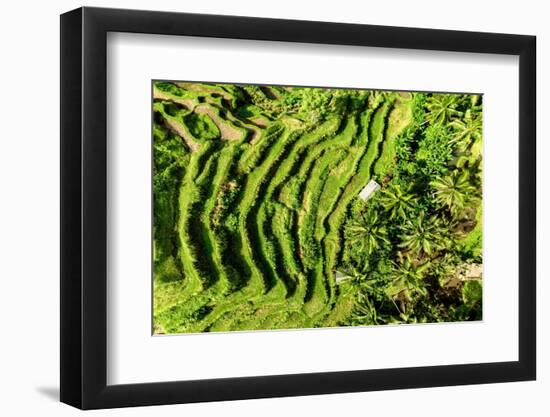 Dreamy Bali - The Rices Terraces Ubud-Philippe HUGONNARD-Framed Photographic Print