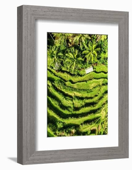 Dreamy Bali - Wild Rice Terraces-Philippe HUGONNARD-Framed Photographic Print