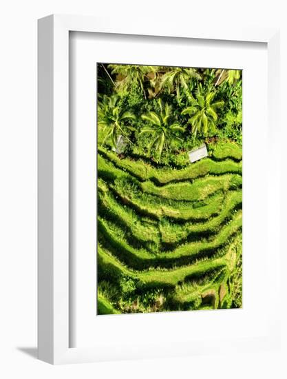 Dreamy Bali - Wild Rice Terraces-Philippe HUGONNARD-Framed Photographic Print