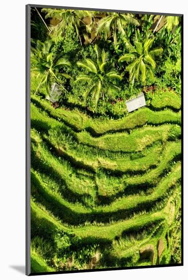 Dreamy Bali - Wild Rice Terraces-Philippe HUGONNARD-Mounted Photographic Print