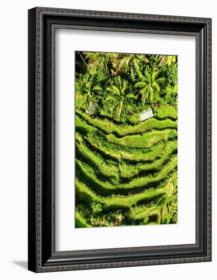 Dreamy Bali - Wild Rice Terraces-Philippe HUGONNARD-Framed Photographic Print