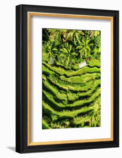 Dreamy Bali - Wild Rice Terraces-Philippe HUGONNARD-Framed Photographic Print