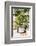 Dreamy Bali - Yucca Mood-Philippe HUGONNARD-Framed Photographic Print