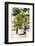 Dreamy Bali - Yucca Mood-Philippe HUGONNARD-Framed Photographic Print