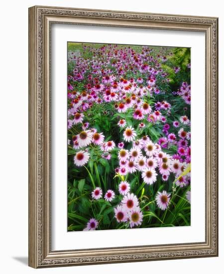 Dreamy Daisy Field-George Oze-Framed Photographic Print