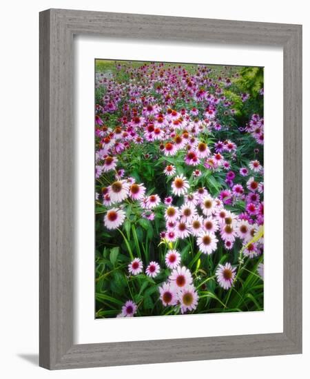 Dreamy Daisy Field-George Oze-Framed Photographic Print