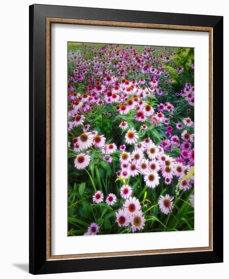 Dreamy Daisy Field-George Oze-Framed Photographic Print