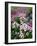 Dreamy Daisy Field-George Oze-Framed Photographic Print