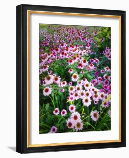 Dreamy Daisy Field-George Oze-Framed Photographic Print