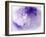 Dreamy Florals in Violet I-Eva Bane-Framed Photographic Print