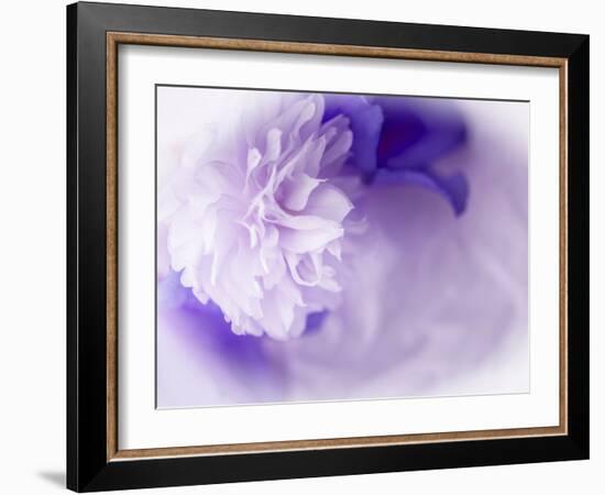 Dreamy Florals in Violet I-Eva Bane-Framed Photographic Print