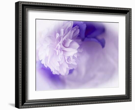 Dreamy Florals in Violet I-Eva Bane-Framed Photographic Print