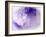 Dreamy Florals in Violet I-Eva Bane-Framed Photographic Print