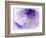 Dreamy Florals in Violet I-Eva Bane-Framed Photographic Print