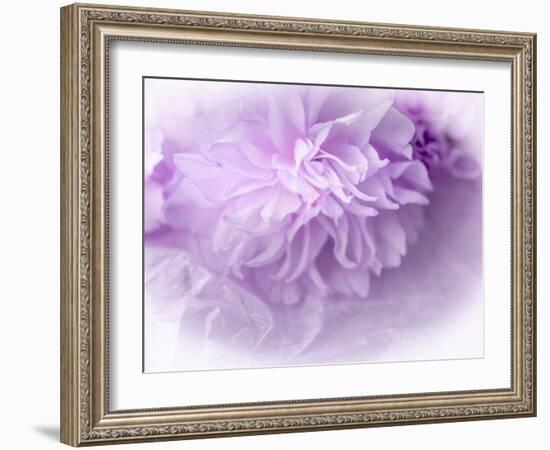 Dreamy Florals in Violet II-Eva Bane-Framed Photographic Print