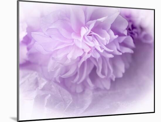 Dreamy Florals in Violet II-Eva Bane-Mounted Photographic Print
