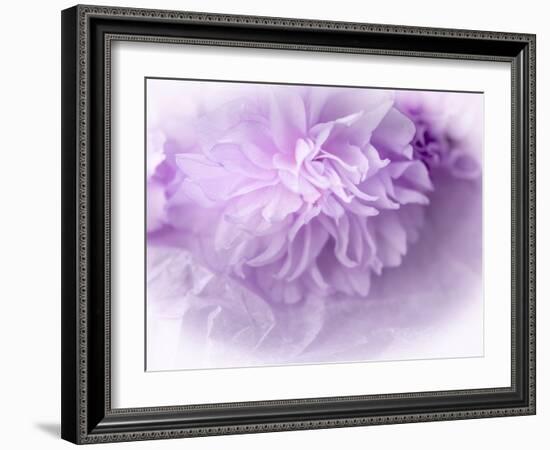 Dreamy Florals in Violet II-Eva Bane-Framed Photographic Print