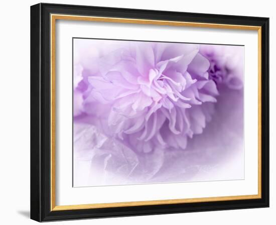 Dreamy Florals in Violet II-Eva Bane-Framed Photographic Print