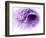 Dreamy Florals in Violet III-Eva Bane-Framed Photographic Print