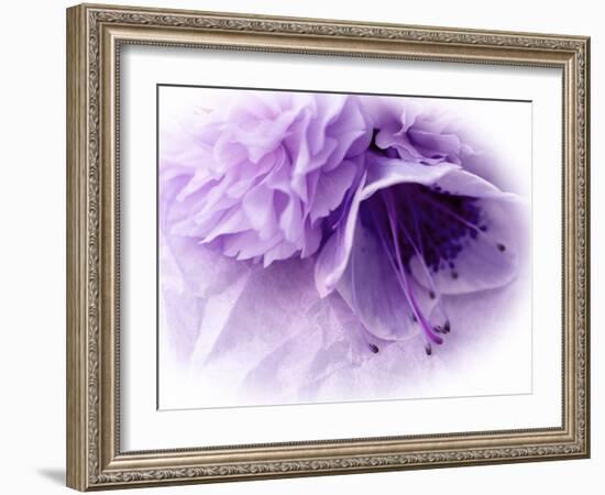 Dreamy Florals in Violet III-Eva Bane-Framed Photographic Print