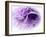 Dreamy Florals in Violet III-Eva Bane-Framed Photographic Print