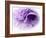 Dreamy Florals in Violet III-Eva Bane-Framed Photographic Print