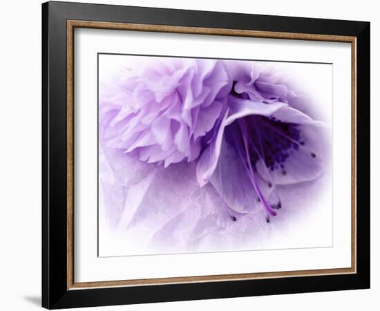 Dreamy Florals in Violet III-Eva Bane-Framed Photographic Print