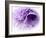 Dreamy Florals in Violet III-Eva Bane-Framed Photographic Print