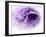 Dreamy Florals in Violet III-Eva Bane-Framed Photographic Print