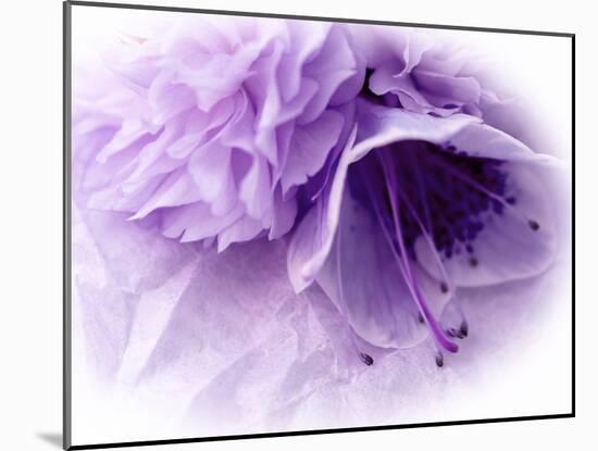 Dreamy Florals in Violet III-Eva Bane-Mounted Photographic Print