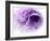 Dreamy Florals in Violet III-Eva Bane-Framed Photographic Print