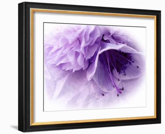 Dreamy Florals in Violet III-Eva Bane-Framed Photographic Print