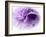 Dreamy Florals in Violet III-Eva Bane-Framed Photographic Print