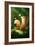 Dreamy Fox-Xuan Thai-Framed Giclee Print