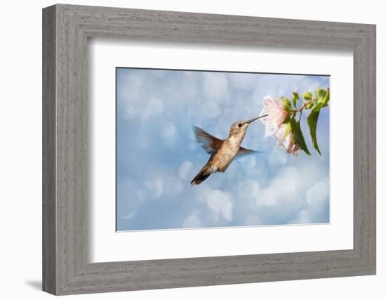 Dreamy Image Of A Hummingbird Feeding On A Pale Pink Hibiscus Flower-Sari ONeal-Framed Photographic Print