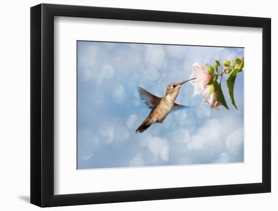 Dreamy Image Of A Hummingbird Feeding On A Pale Pink Hibiscus Flower-Sari ONeal-Framed Photographic Print