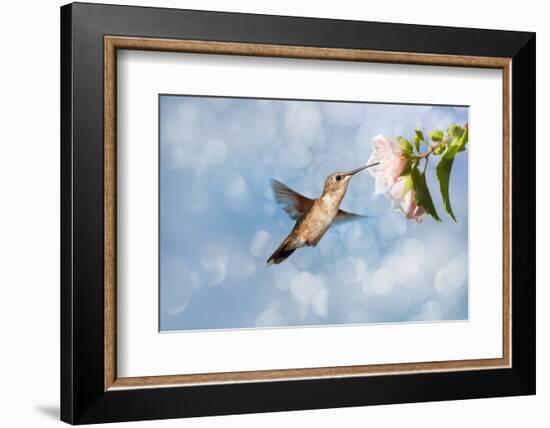 Dreamy Image Of A Hummingbird Feeding On A Pale Pink Hibiscus Flower-Sari ONeal-Framed Photographic Print