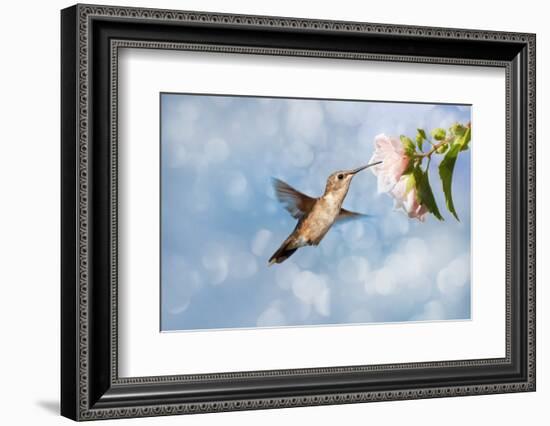 Dreamy Image Of A Hummingbird Feeding On A Pale Pink Hibiscus Flower-Sari ONeal-Framed Photographic Print