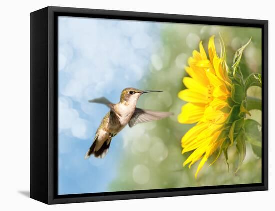 Dreamy Image Of A Hummingbird Next To A Sunflower-Sari ONeal-Framed Premier Image Canvas