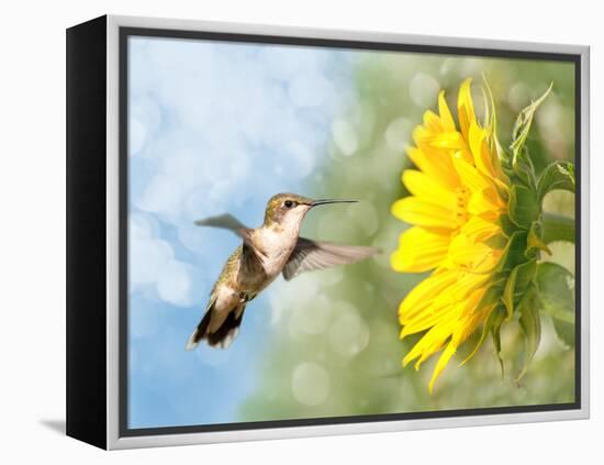 Dreamy Image Of A Hummingbird Next To A Sunflower-Sari ONeal-Framed Premier Image Canvas