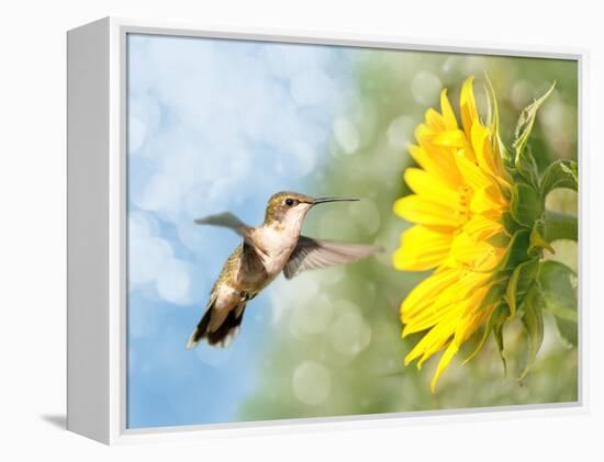 Dreamy Image Of A Hummingbird Next To A Sunflower-Sari ONeal-Framed Premier Image Canvas