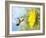 Dreamy Image Of A Hummingbird Next To A Sunflower-Sari ONeal-Framed Photographic Print