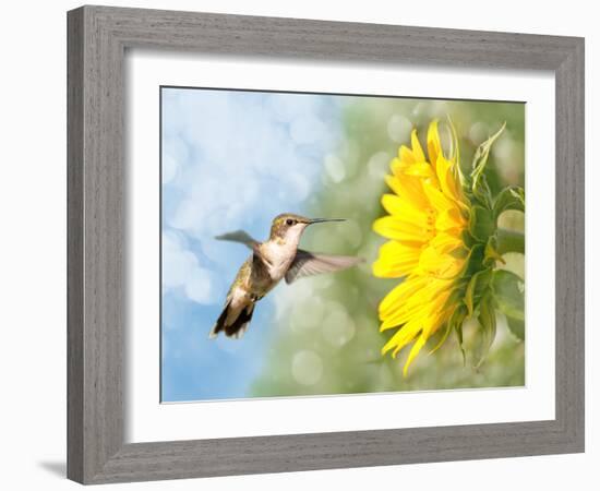 Dreamy Image Of A Hummingbird Next To A Sunflower-Sari ONeal-Framed Photographic Print