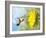 Dreamy Image Of A Hummingbird Next To A Sunflower-Sari ONeal-Framed Photographic Print