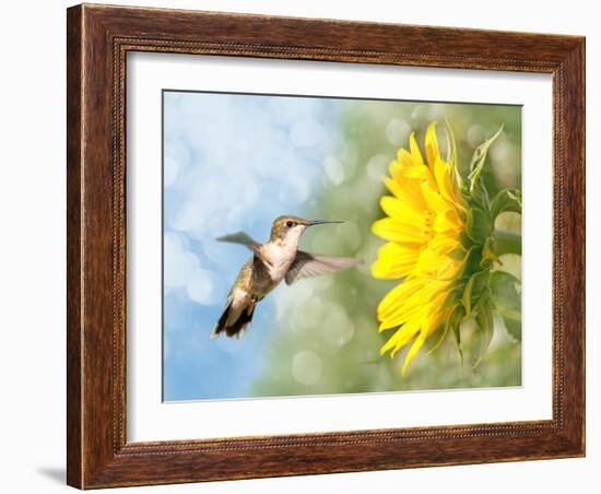 Dreamy Image Of A Hummingbird Next To A Sunflower-Sari ONeal-Framed Photographic Print