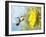 Dreamy Image Of A Hummingbird Next To A Sunflower-Sari ONeal-Framed Photographic Print