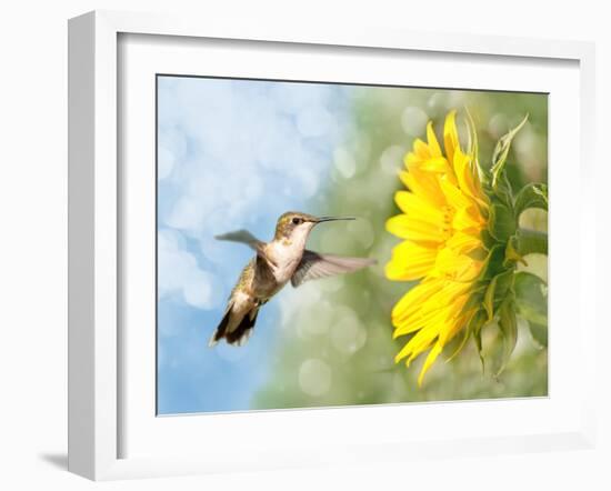 Dreamy Image Of A Hummingbird Next To A Sunflower-Sari ONeal-Framed Photographic Print