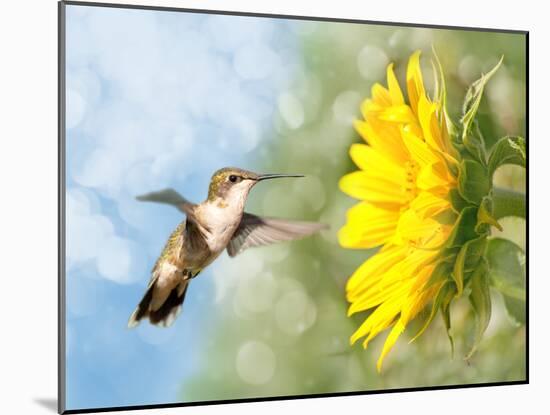 Dreamy Image Of A Hummingbird Next To A Sunflower-Sari ONeal-Mounted Photographic Print